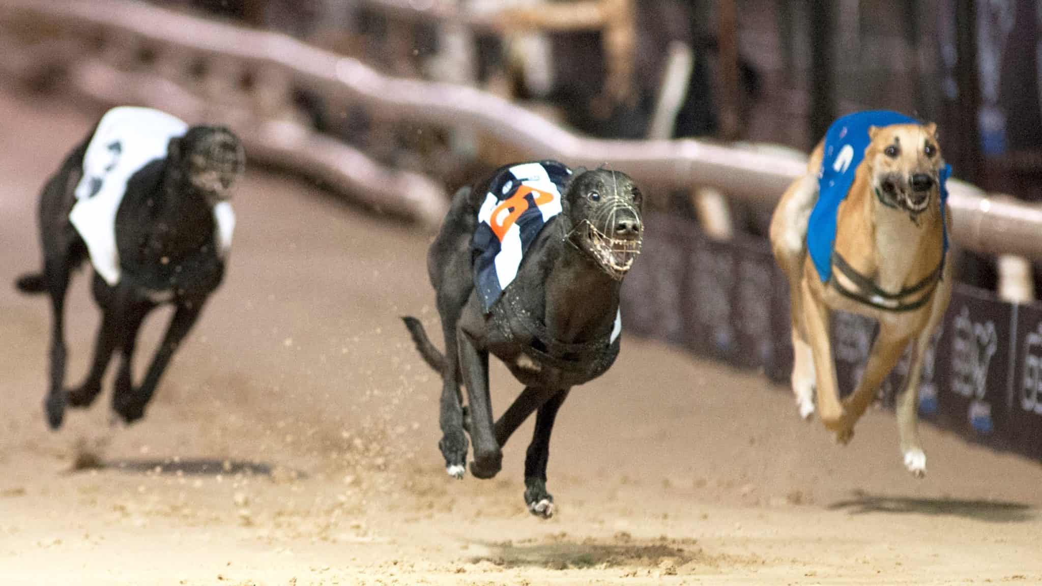 Greyhound puppy derby betting strategies how to make bitcoins anonymous